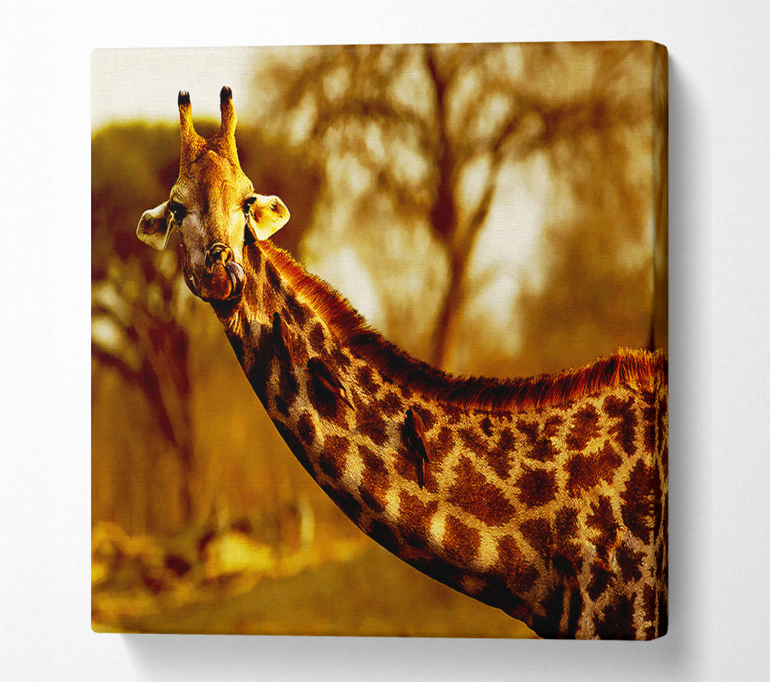  A Canvas Print of Giraffe Neck For Birds Canvas Art