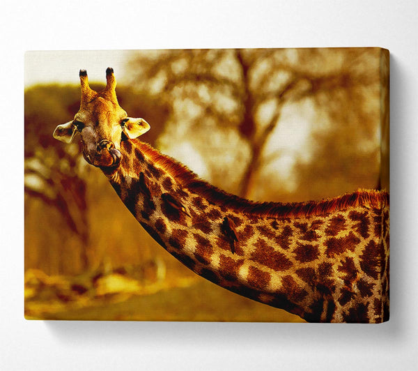  A Canvas Print of Giraffe Neck For Birds Canvas Art