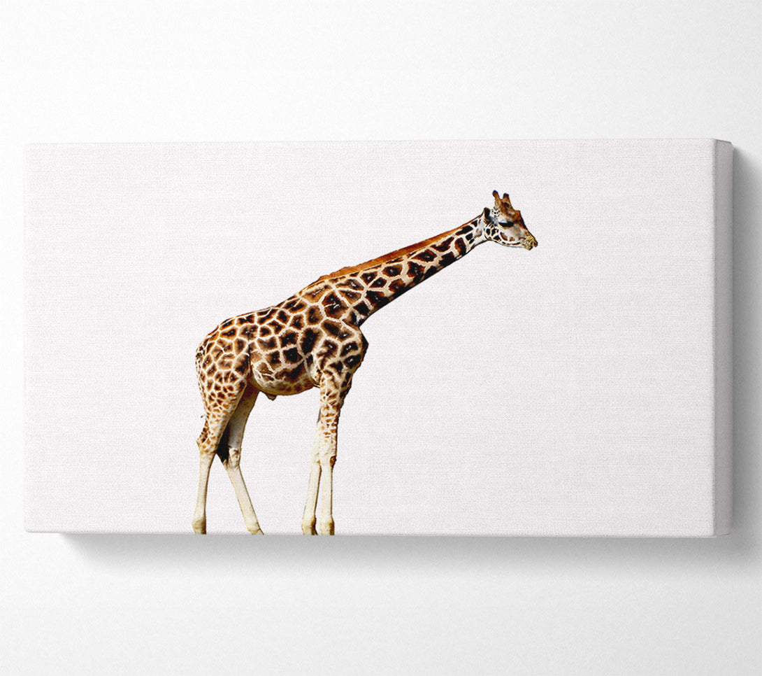  A Canvas Print of Giraffe Neck Canvas Wall Art