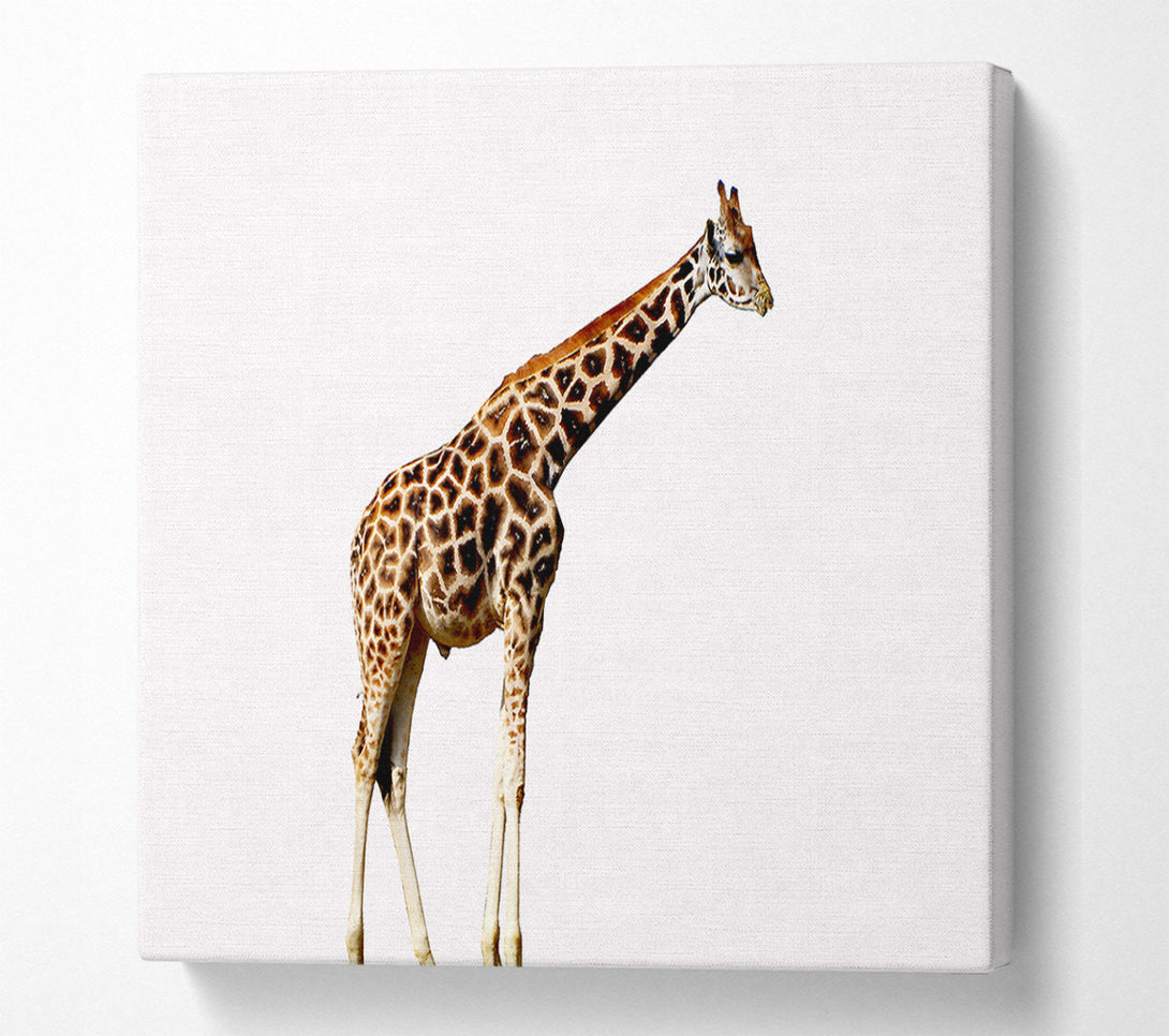  A Canvas Print of Giraffe Neck Canvas Wall Art