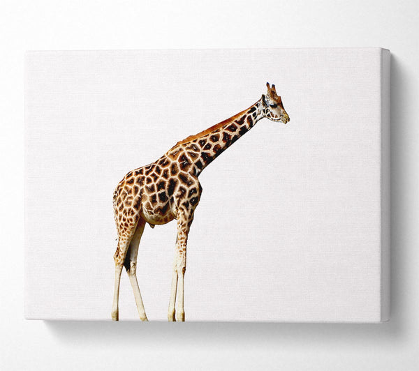  A Canvas Print of Giraffe Neck Canvas Wall Art