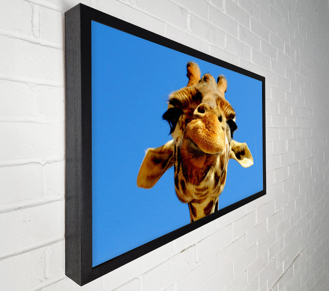  A Canvas Print of Giraffe Smile Canvas Print
