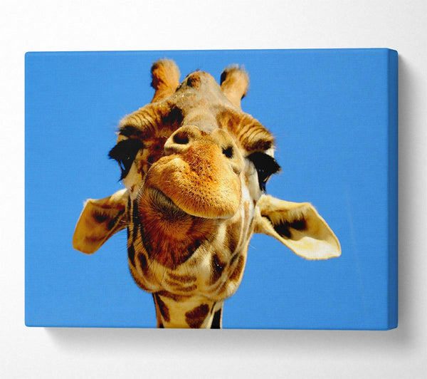  A Canvas Print of Giraffe Smile Canvas Print