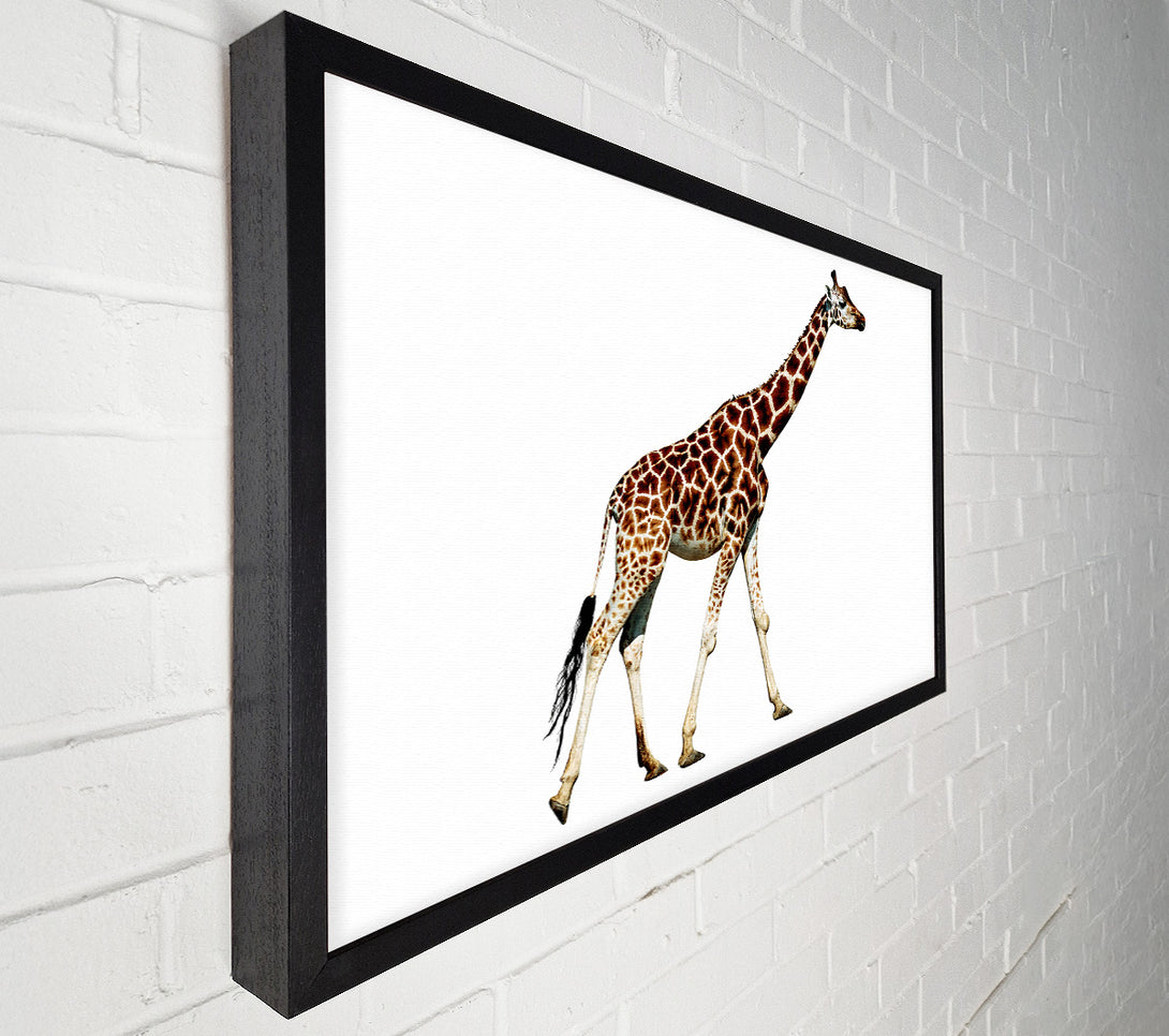  A Canvas Print of Giraffe Walk Canvas Print