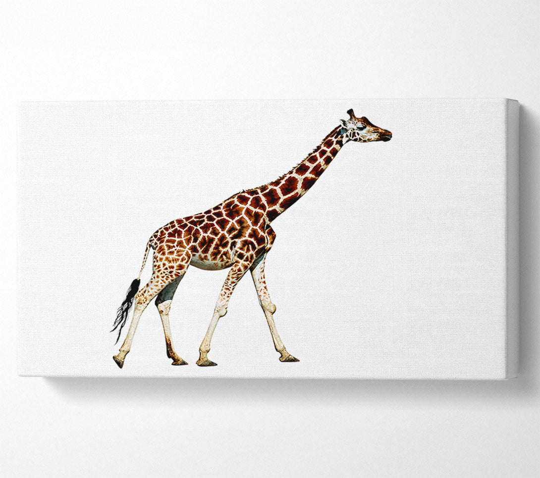  A Canvas Print of Giraffe Walk Canvas Print