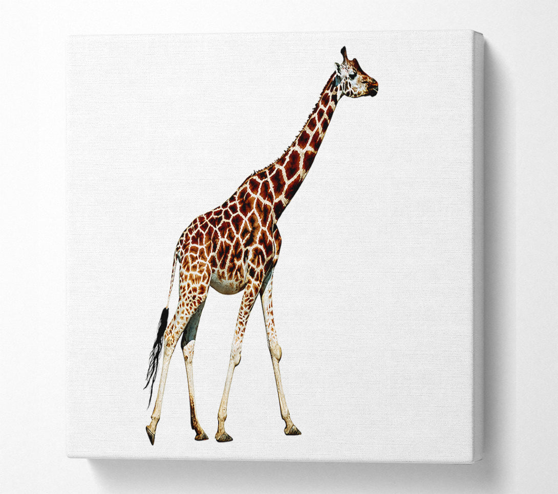  A Canvas Print of Giraffe Walk Canvas Print