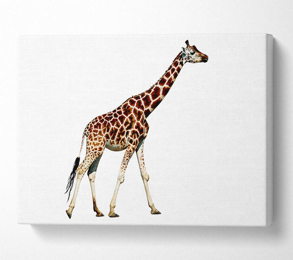  A Canvas Print of Giraffe Walk Canvas Print