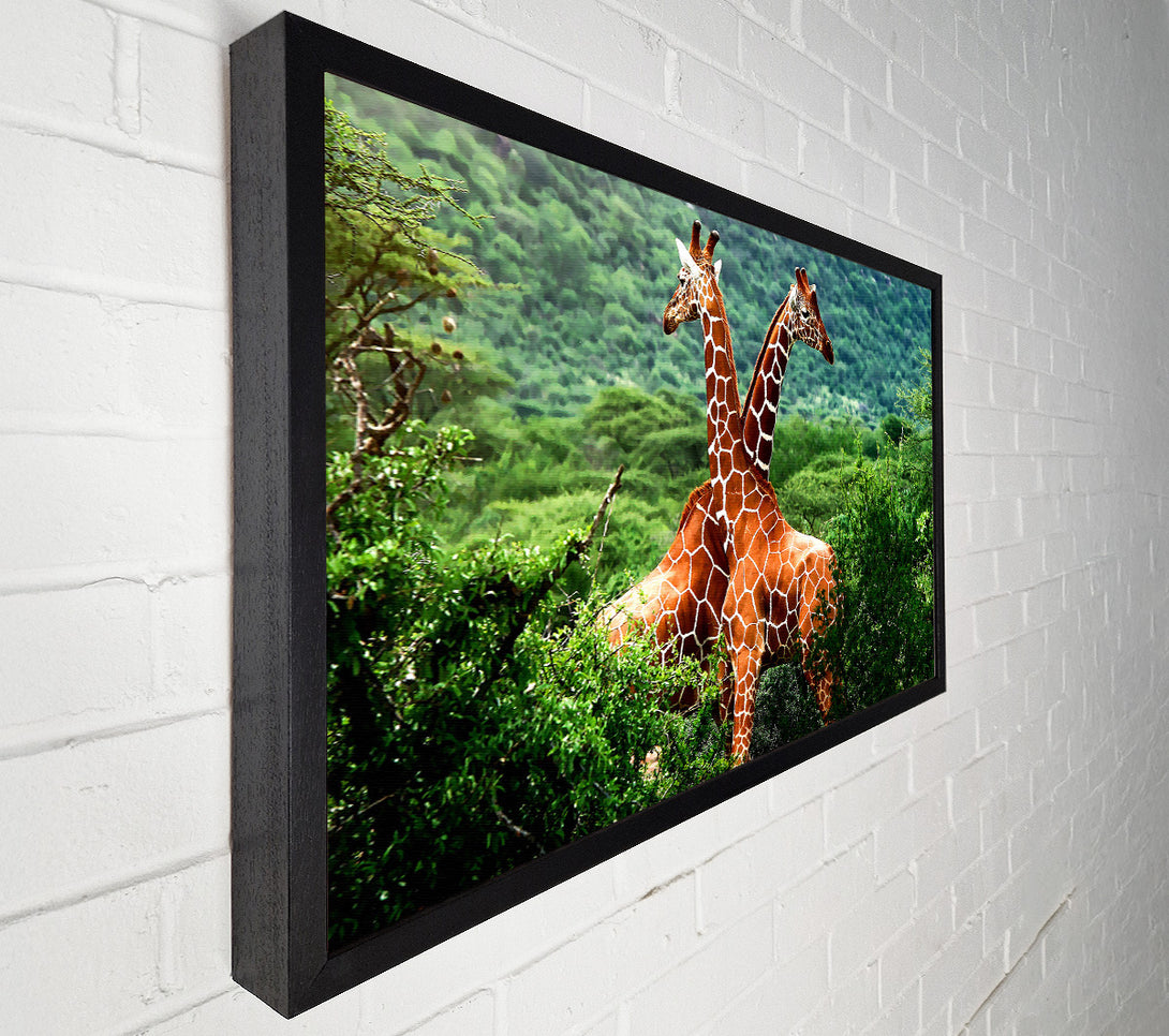  A Canvas Print of Giraffes Africa Canvas Art