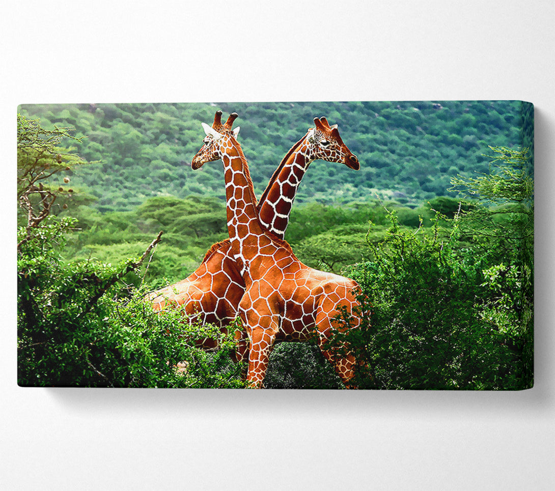  A Canvas Print of Giraffes Africa Canvas Art