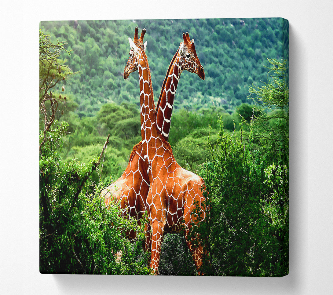  A Canvas Print of Giraffes Africa Canvas Art