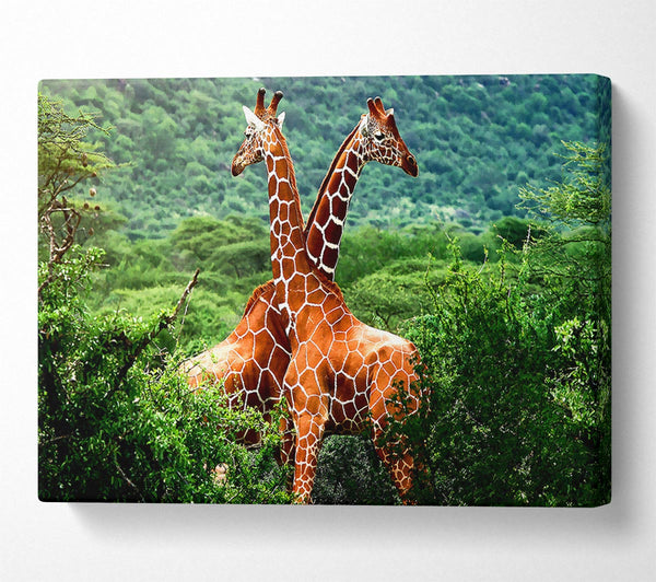  A Canvas Print of Giraffes Africa Canvas Art