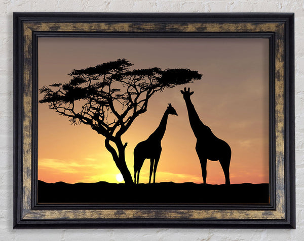Giraffes At Sunset Framed Print