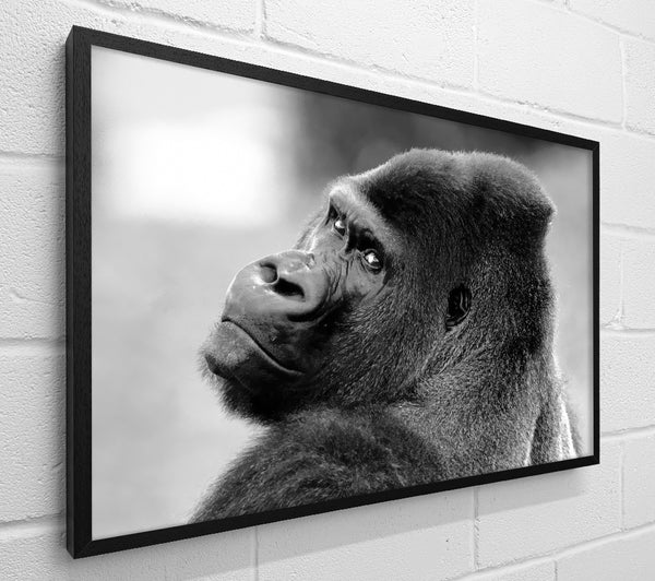Gorilla Face