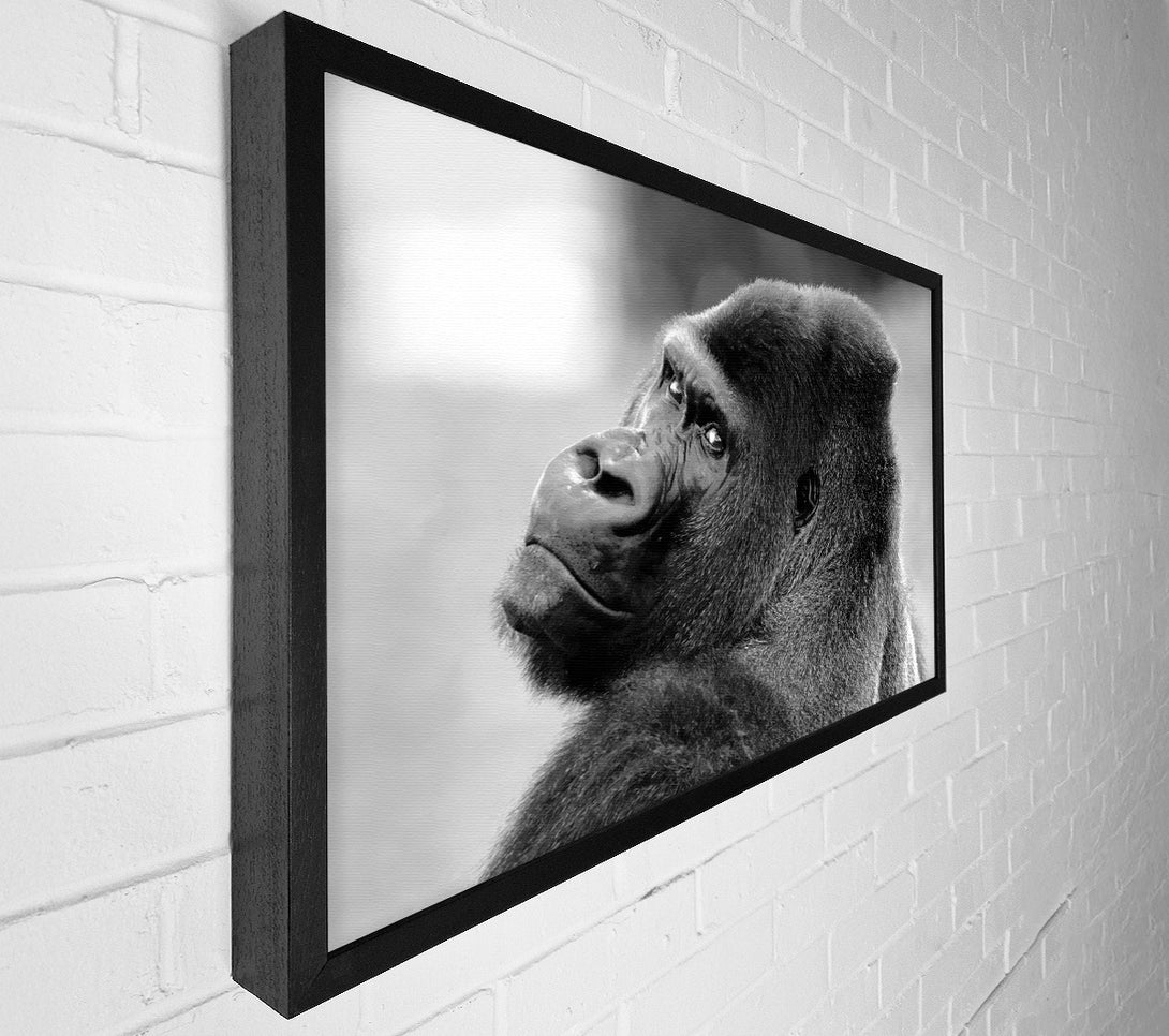  A Canvas Print of Gorilla Face Canvas Art
