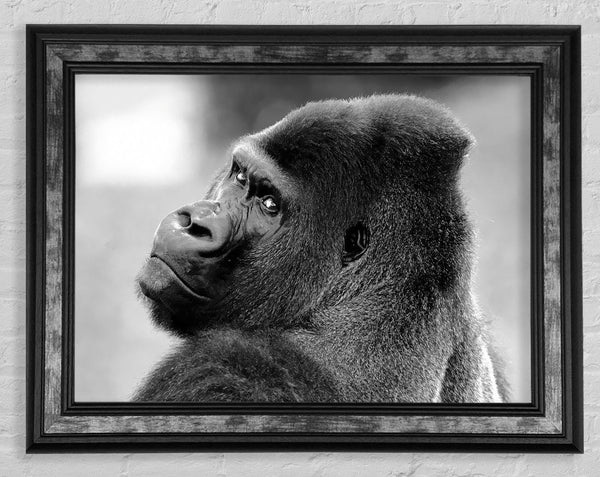 Gorilla Face Framed Print