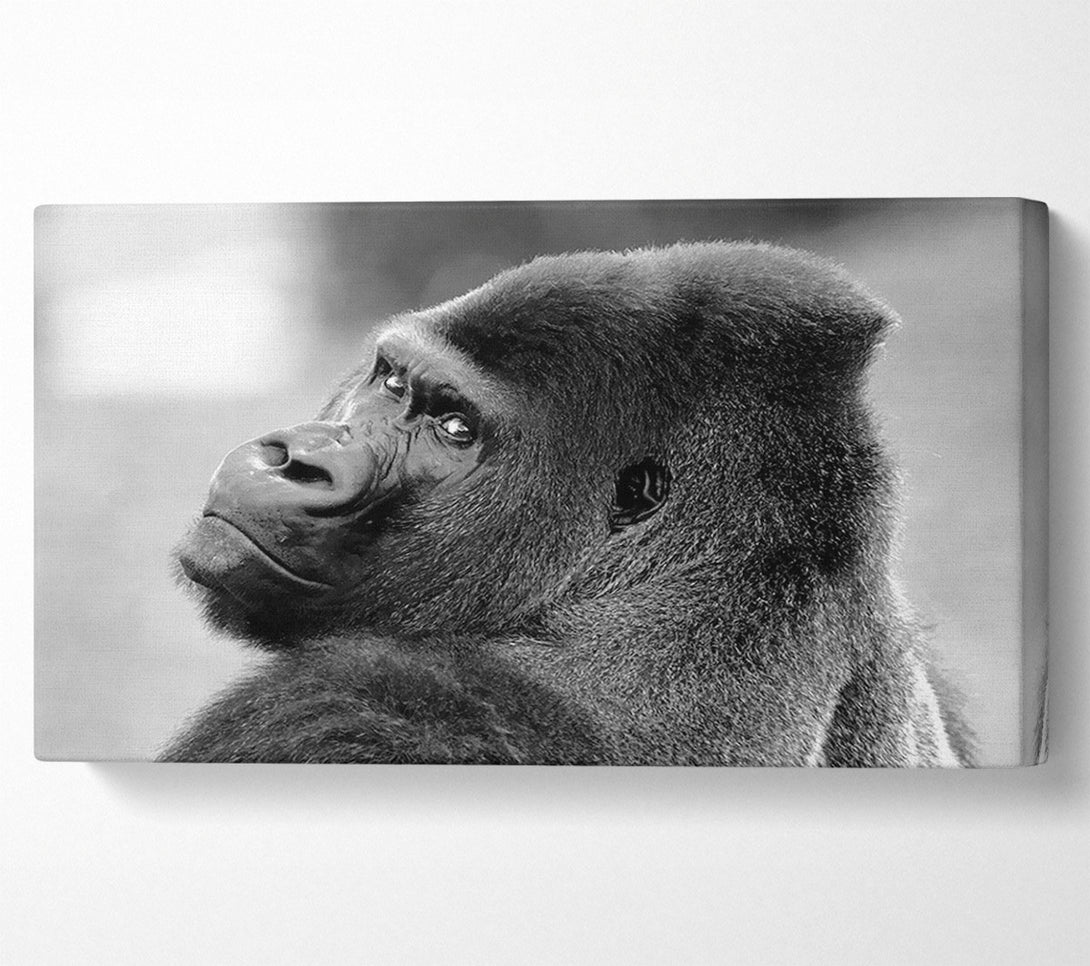  A Canvas Print of Gorilla Face Canvas Art