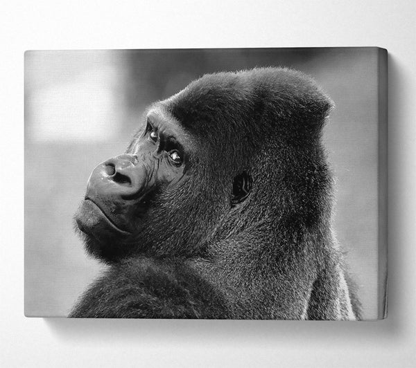  A Canvas Print of Gorilla Face Canvas Art
