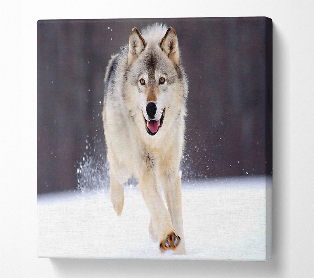  A Canvas Print of Gray Wolf Minnesota Canvas Art