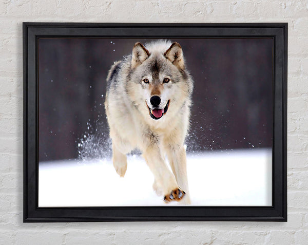 Grauer Wolf Minnesota