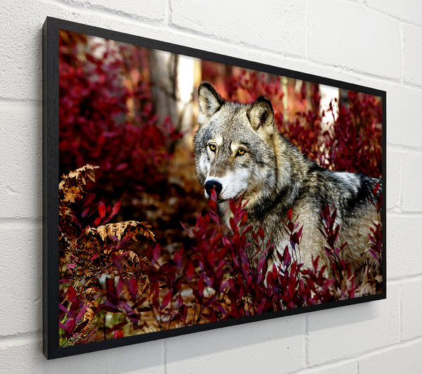 Gray Wolf