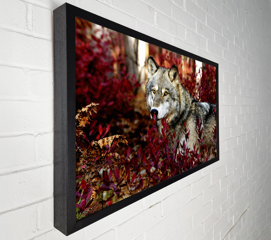  A Canvas Print of Gray Wolf Canvas Art