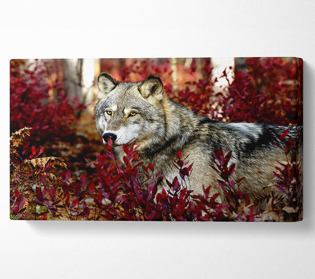  A Canvas Print of Gray Wolf Canvas Art