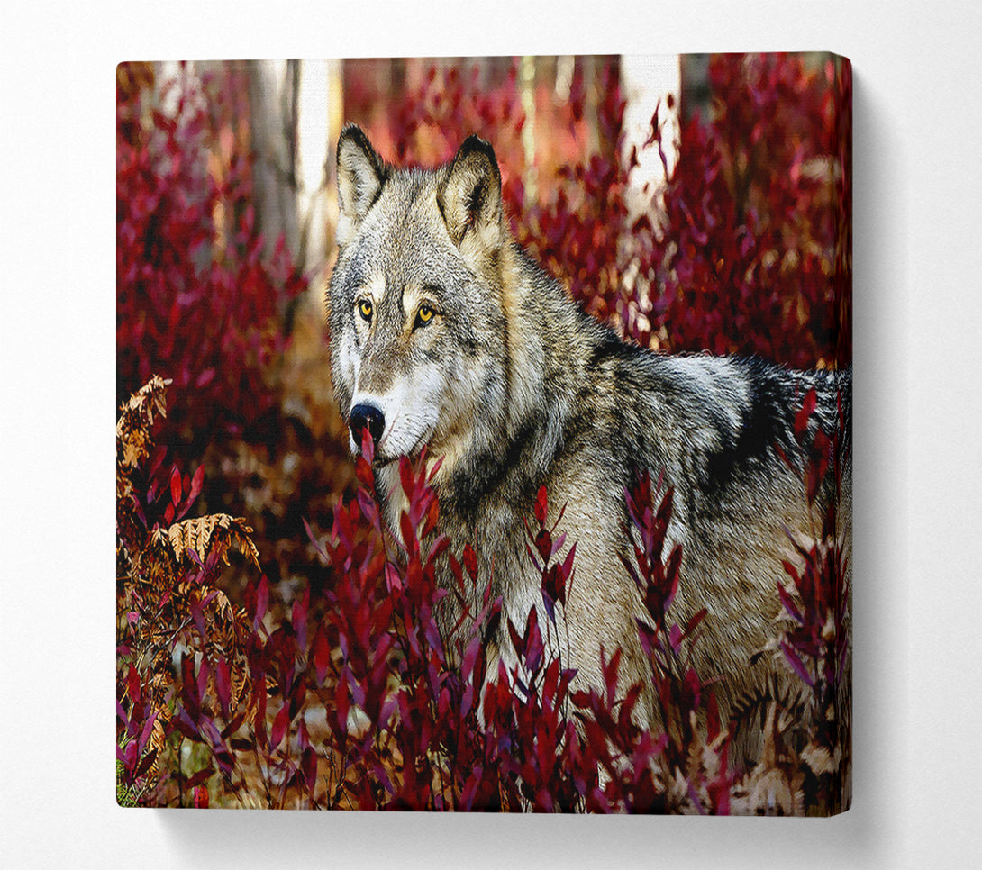  A Canvas Print of Gray Wolf Canvas Art