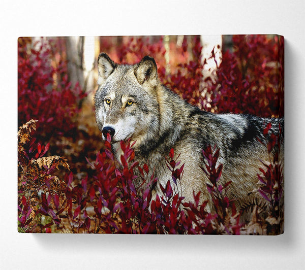  A Canvas Print of Gray Wolf Canvas Art