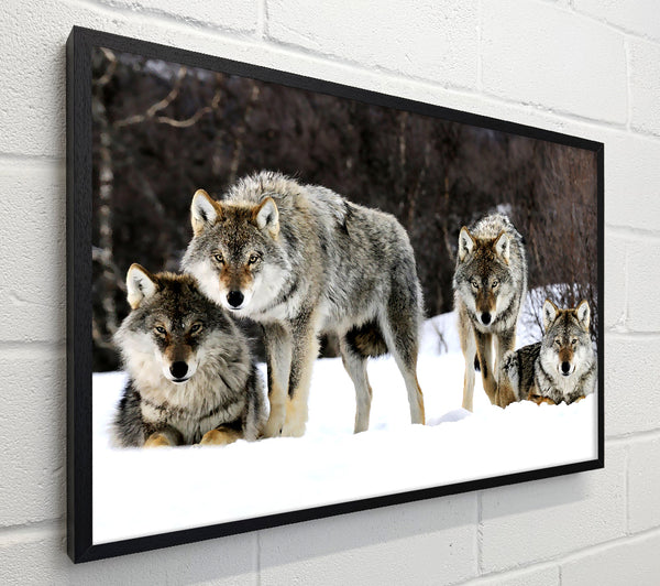 Gray Wolves Norway