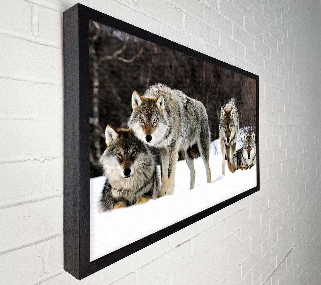  A Canvas Print of Gray Wolves Norway Canvas Print