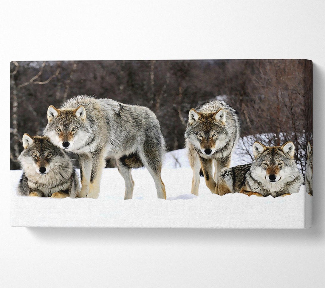  A Canvas Print of Gray Wolves Norway Canvas Print