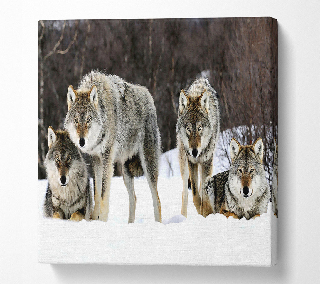  A Canvas Print of Gray Wolves Norway Canvas Print