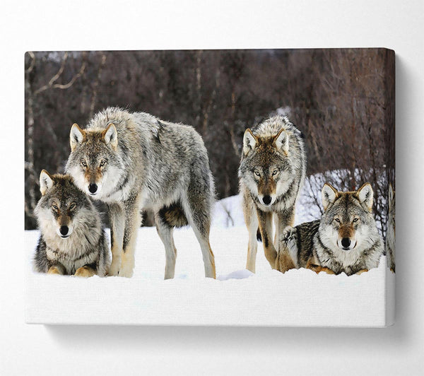  A Canvas Print of Gray Wolves Norway Canvas Print