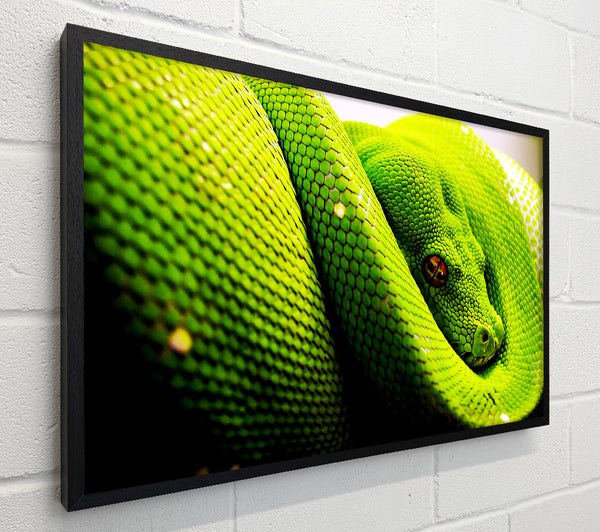 Green Snake Huddle