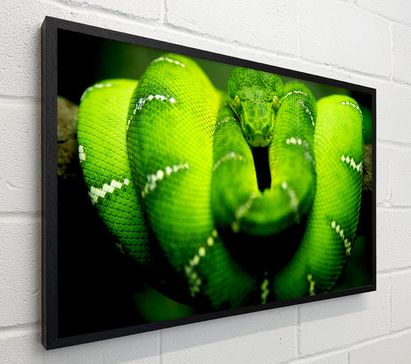 Green Snake
