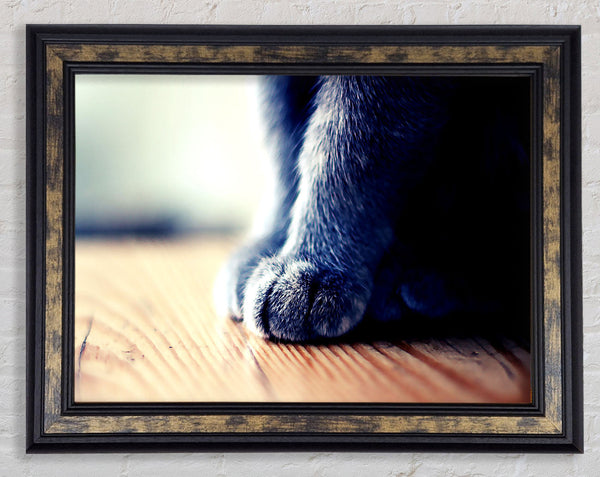 Grey Paws Framed Print