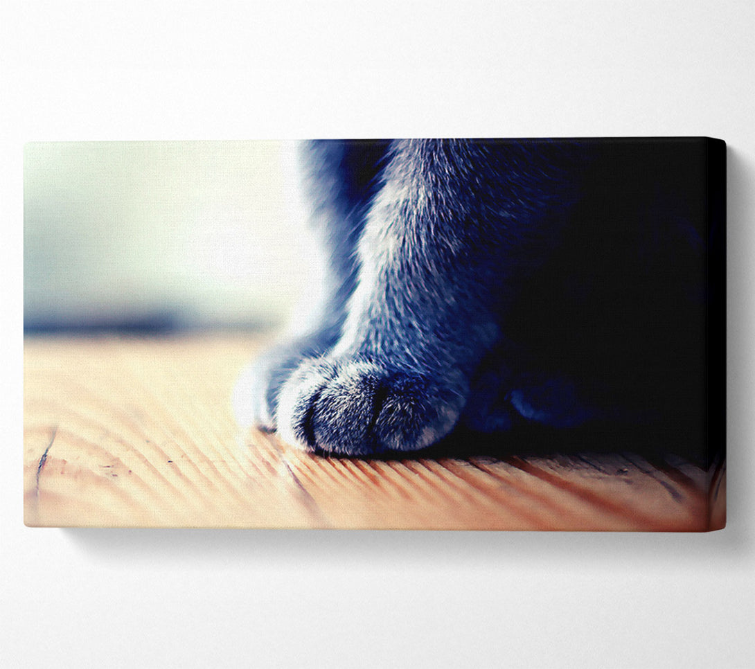  A Canvas Print of Grey Paws Canvas Wall Art