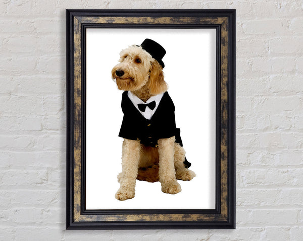 Groom Dog Framed Print