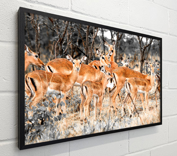 Herd Of Deer
