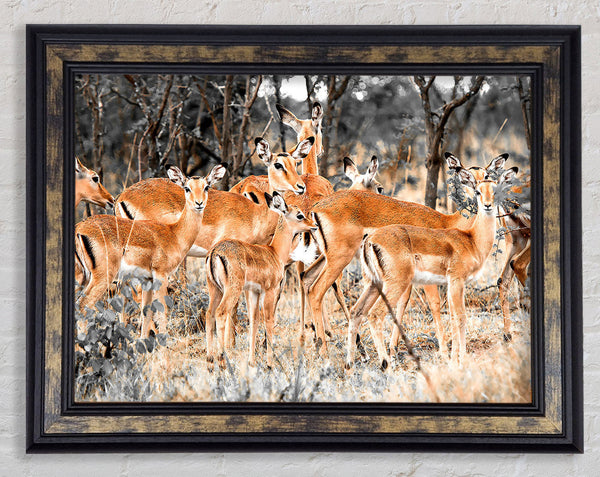 Herd Of Deer Framed Print