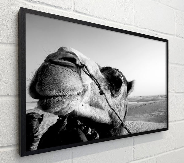 Heres Looking At You Camel