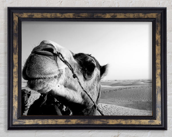 Heres Looking At You Camel Framed Print