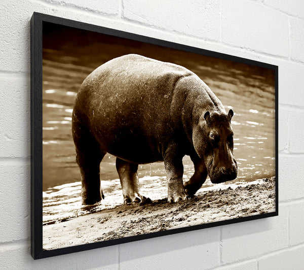 Hippopotamus Bath