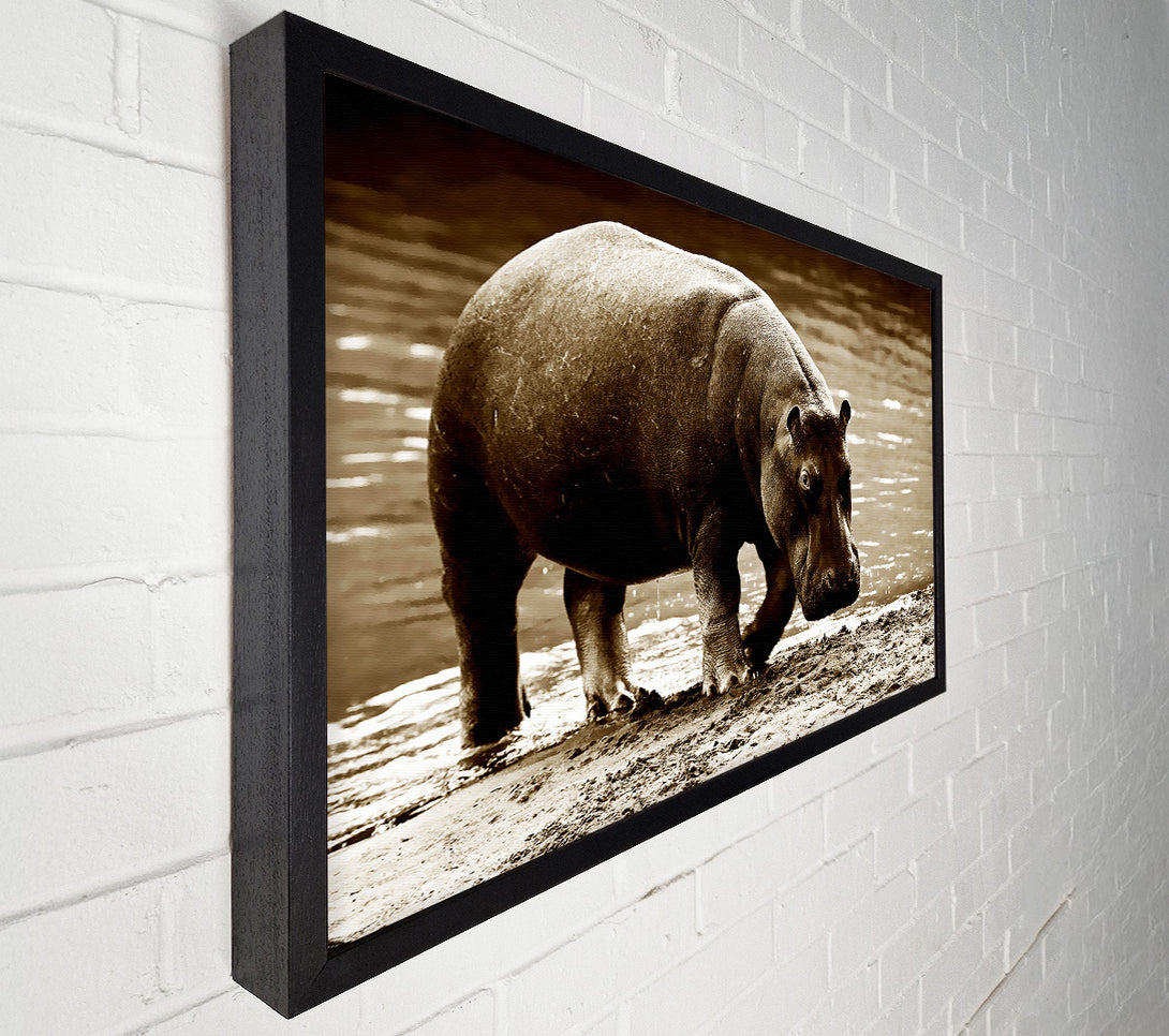  A Canvas Print of Hippopotamus Bath Canvas Print