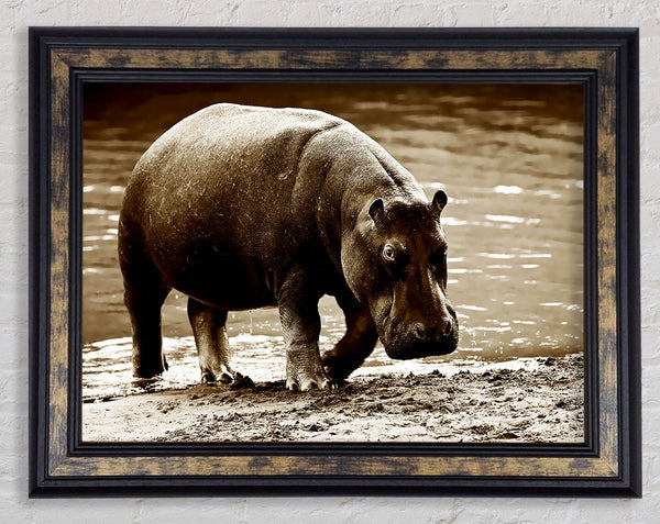 Hippopotamus Bath Framed Print