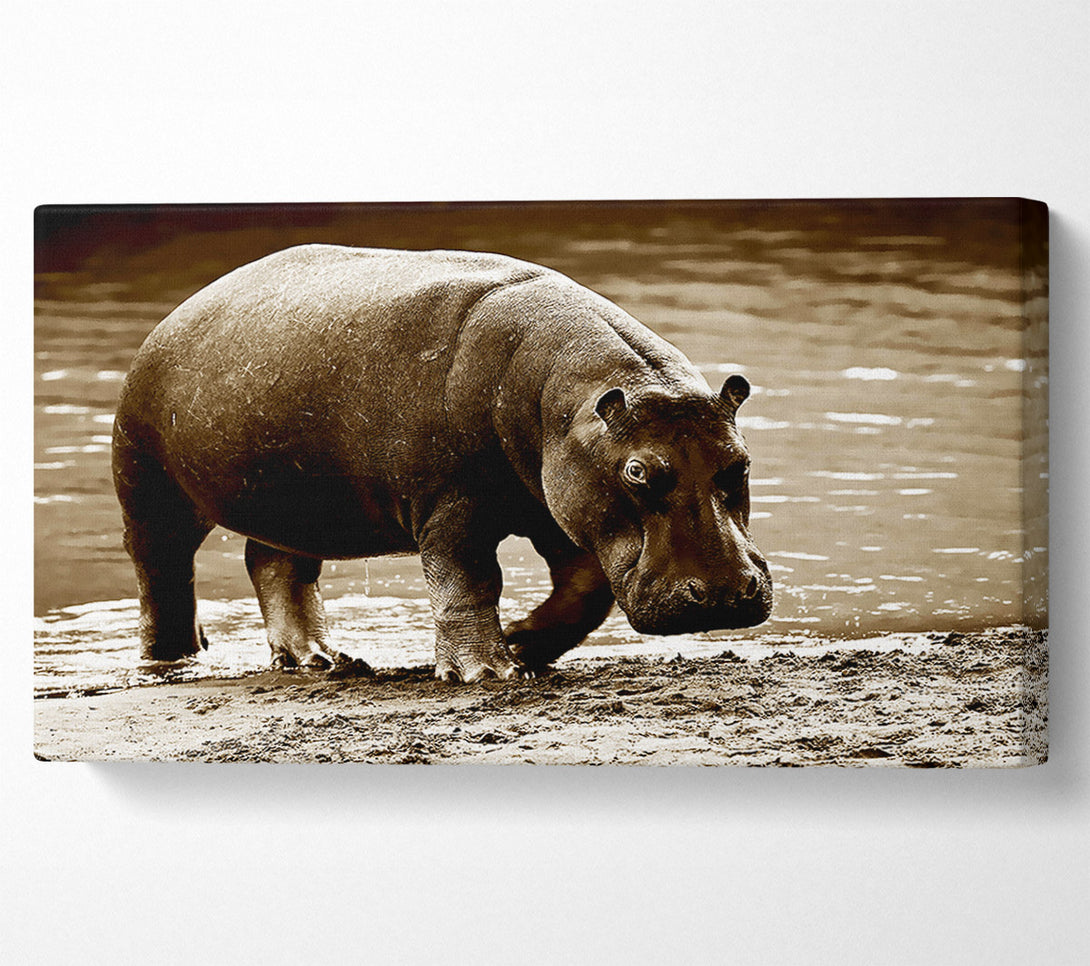  A Canvas Print of Hippopotamus Bath Canvas Print