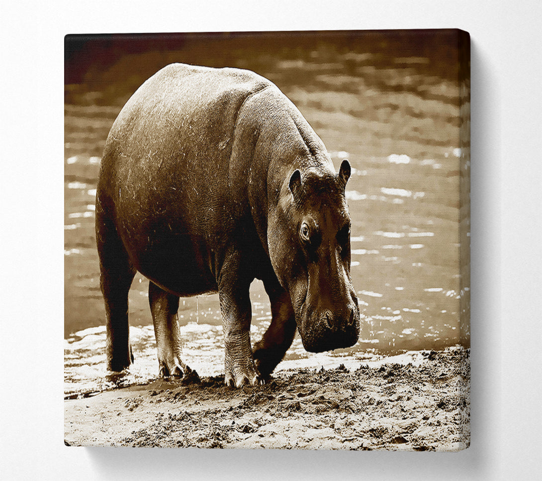 A Canvas Print of Hippopotamus Bath Canvas Print