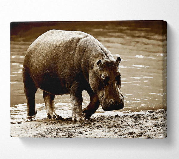  A Canvas Print of Hippopotamus Bath Canvas Print