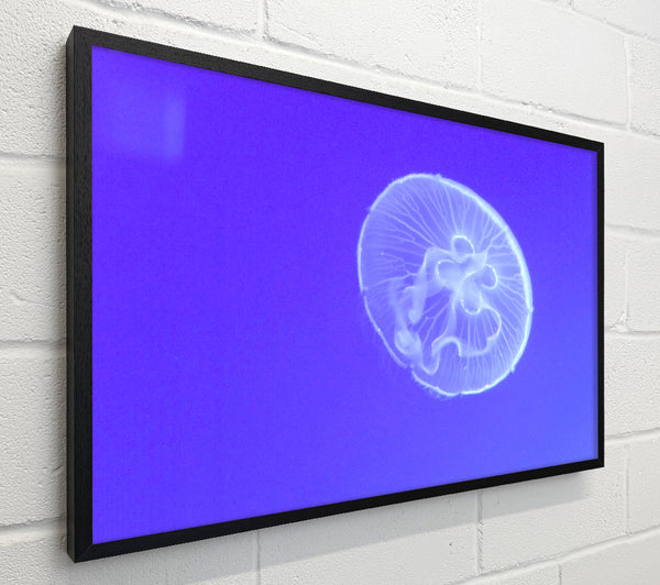 Horniman Jellyfish