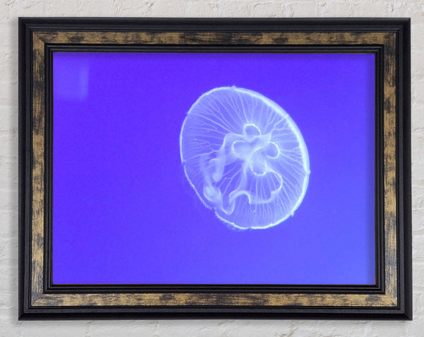 Horniman Jellyfish